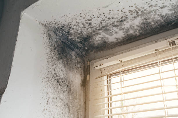 Affordable Mold Remediation solutions in Stokes, NC